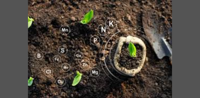 मृदा उर्वरता में सुधार में जैव उर्वरकों की भूमिका