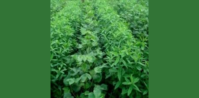 हरी खाद हरियाली लाये 