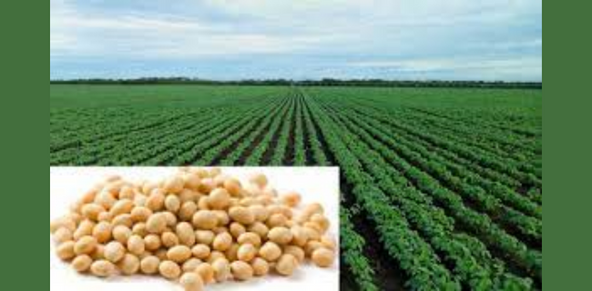 सोयाबीन में खरपतवार, कीट एवं रोग नियंत्रण के लिए सलाह