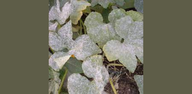 ककड़ी वंश सब्जियों का पाउडरी मिल्ड्यु रोग