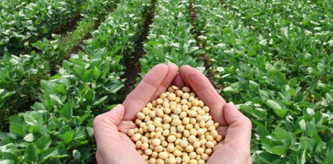 सोयाबीन की फ़सल की पूर्ण जानकारी