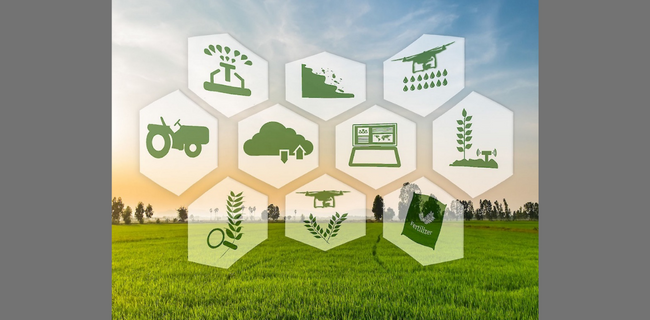 स्टेलप्प्स