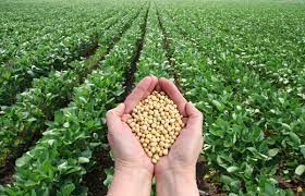 Soybean full general practices