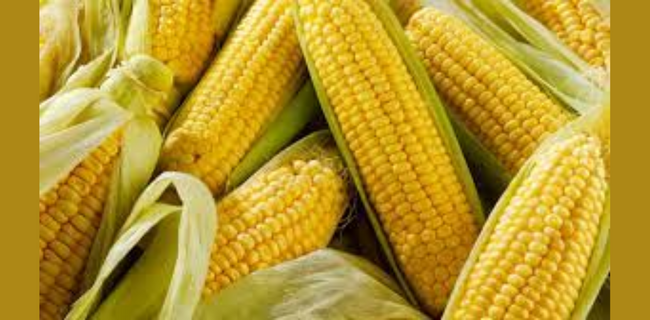 मक्का फसल की पूर्ण जानकारी
