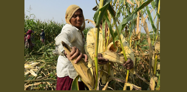मक्का की कटाई