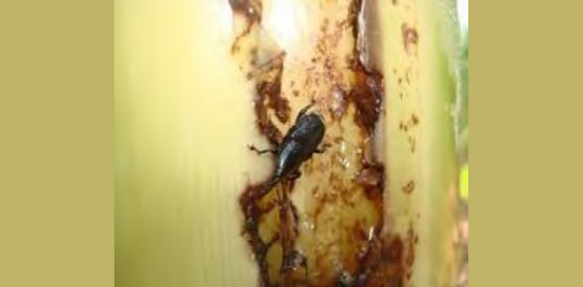 केले के कीट और उनका प्रबंधन