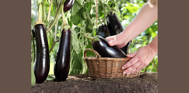 बैंगन फसल का कटाई प्रबंधन