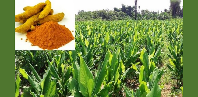 Turmeric Crop cultivation practices