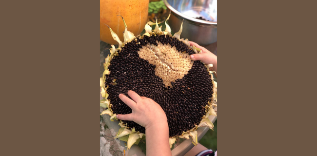 सूरजमुखी का कटाई प्रबंधन