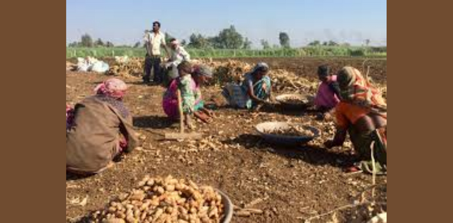 हल्दी फसल का कटाई प्रबंधन