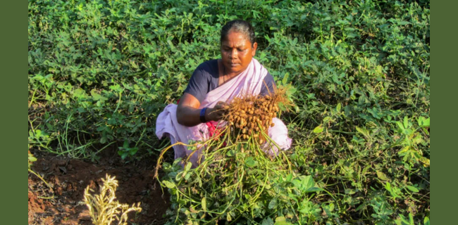 मूंगफली कटाई के बाद, प्रबंधन और भंडारण युक्तियाँ