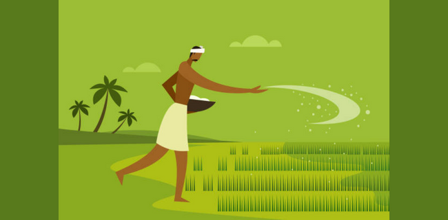 फूलगोभी में उर्वरक प्रबंधन