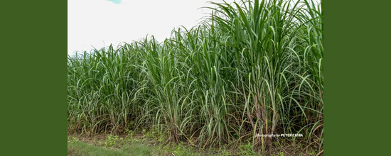 किसानो को ईख बीज उत्पादन तकनीक में आत्मनिर्भर बनाने की एक महत्वपूर्ण पहल