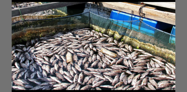 Business Idea: बायोफ्लॉक से बिना तालाब के पालें मछली कमाएं दोगुना तक मुनाफा सरकार देगी सब्सिडी