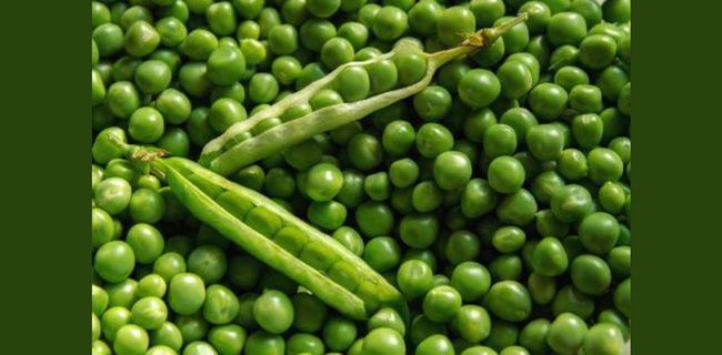 Green Peas Farming: Double profit in just 4 months, Business Idea to increase farmers’ income
