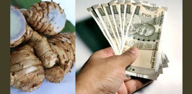 Know how black turmeric is cultivated, its benefits are many, farmers can earn handsomely