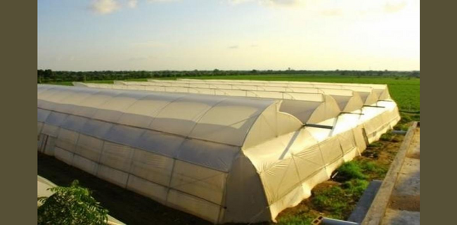 पॉलीहाउस में खेती से 2-3 गुना बढ़ जाती है पैदावार होते हैं बहुत सारे फायदे जानिए कितनी मिलती है सब्सिडी