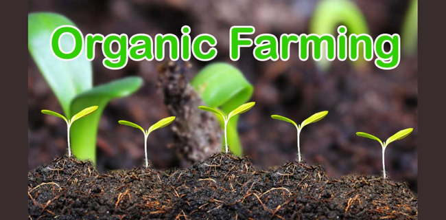 Organic Farming guidence by Surinder Kumar Agarwal from Organic Farm