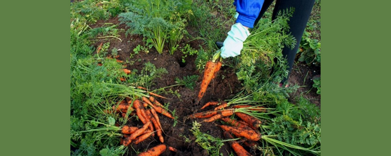 Kitchen Gardening: Make ‘black gold’ from kitchen waste at home, health will also be made and a lot of money will be saved