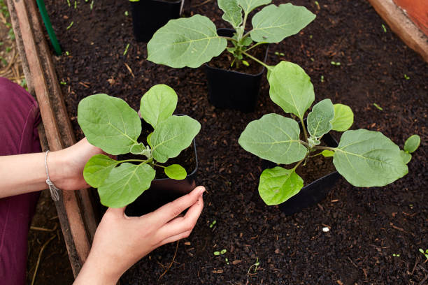 Brinjal Seedling stage