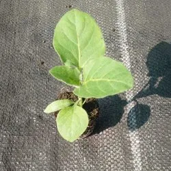 Brinjal Vegetative Stage
