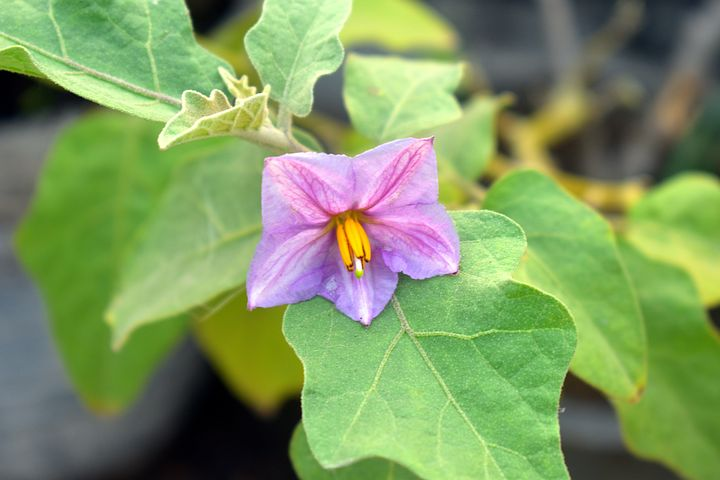 Brinjal Flowering Stage