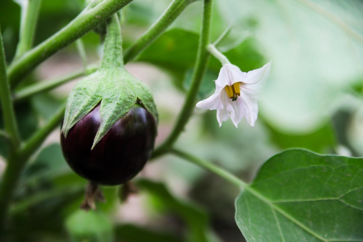 Brinjal Fruiting Stage