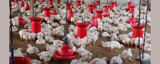 आधुनिक पोल्ट्री फार्म बिज़नेस