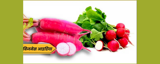 Red Radish Farming: Earn profit from red radish farming, strong demand due to health benefits