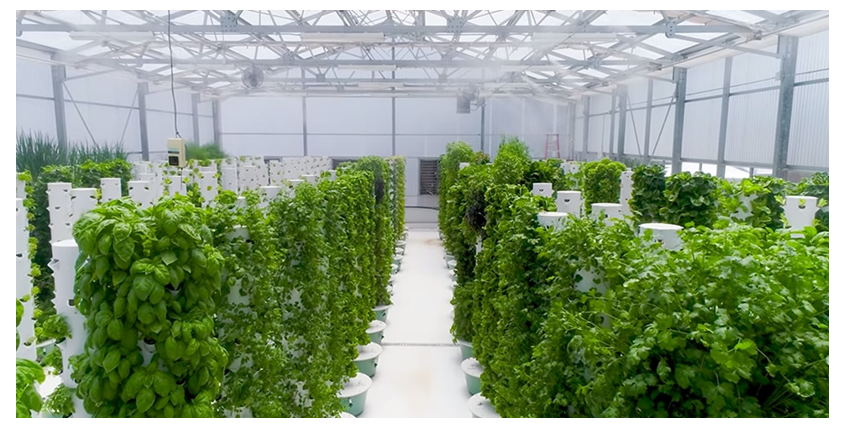 पारंपरिक बनाम एरोपोनिक बीज उत्पादन