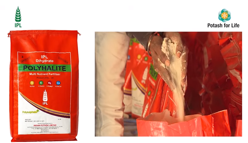 गन्ने में पॉलीहैलाइट के चमत्कार | इंडियन पोटाश लिमिटेड