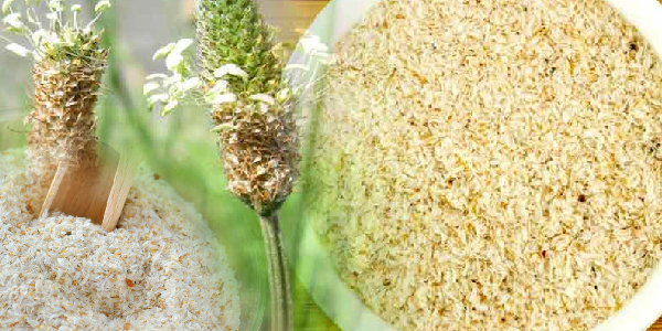 इशबगोल के औषधीय गुण तथा उसका उत्पादन