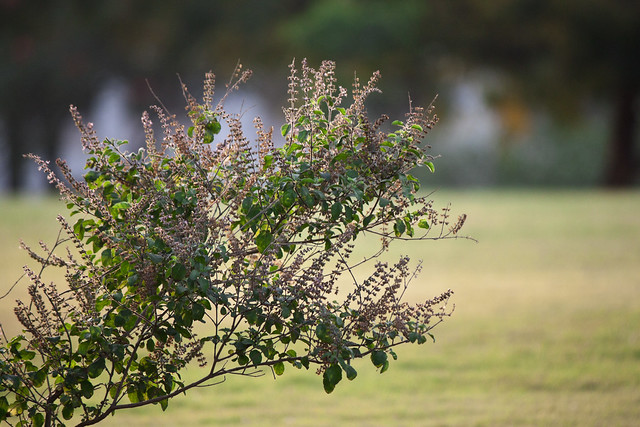 तुलसी के रोग एवं नियंत्रण