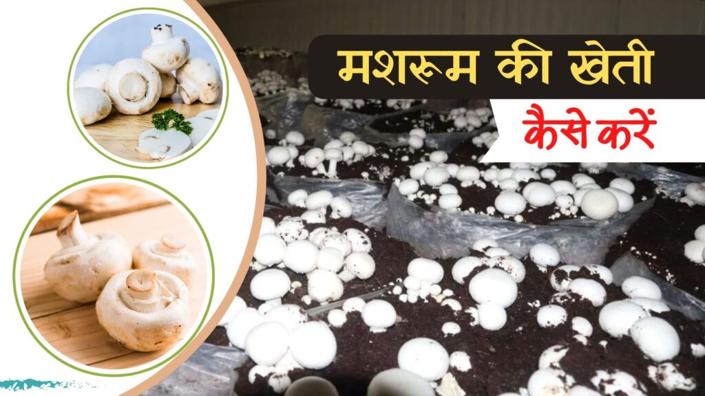 मशरूम की खेती अधिक लाभदायक है
