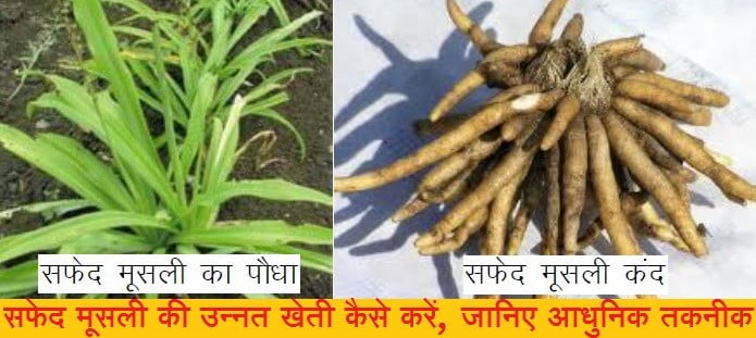 सफेद मुसली की खेती