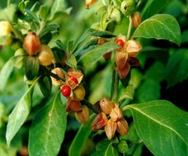 औषधीय पौधा अशवगंधा को लगाकर प्राप्त करे अधिक आमदनी