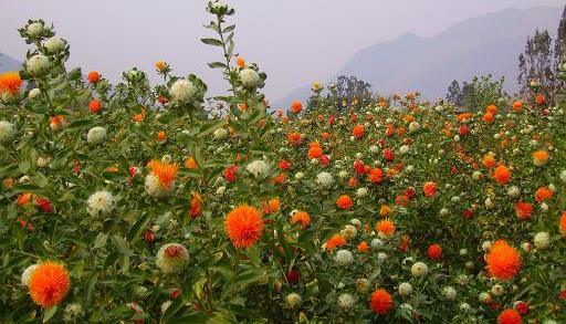 कुसुमी लाख की खेती एवं कुसुम वृक्षों की खण्ड प्रणाली