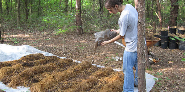 पैडीस्‍ट्रा खुम्‍बी या धान पुआल उगाने की तकनीक