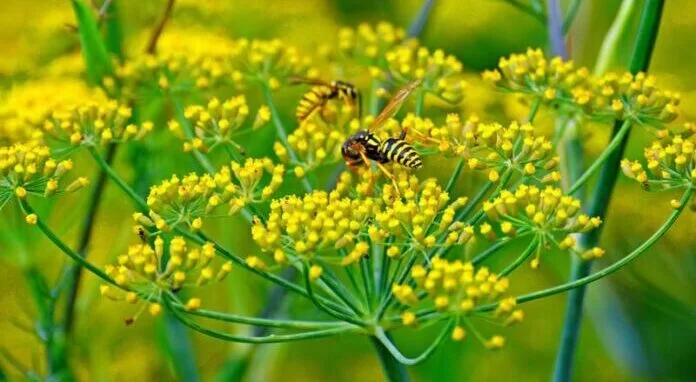 सौंफ की पौध रोपाई द्वारा करे उन्नत खेती