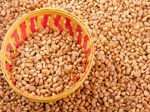 चिरौंजी की खेती