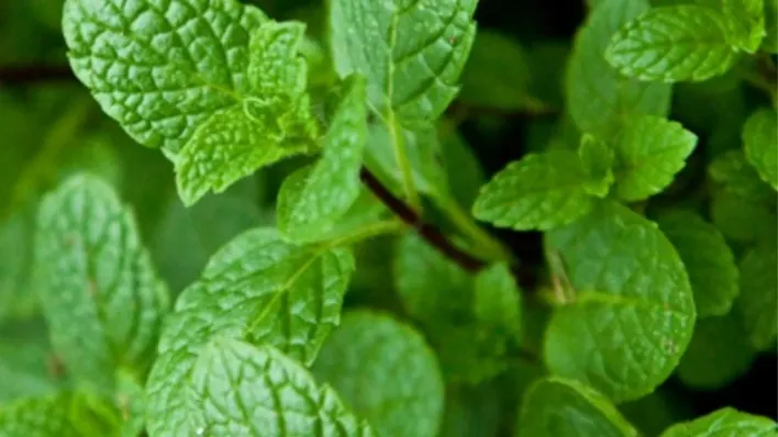 पुदीना (मेंथा) उगायें और अधिक लाभ कमायें