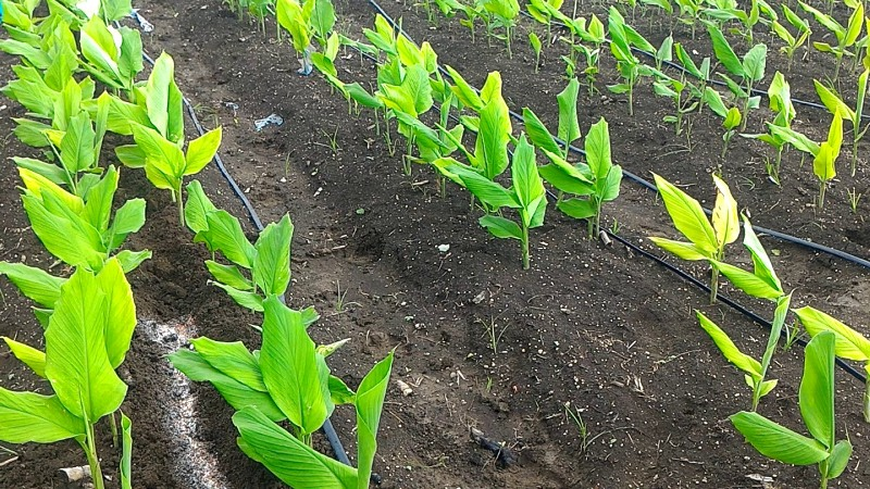 हल्दी की उन्नत काश्त पद्धति से खेती