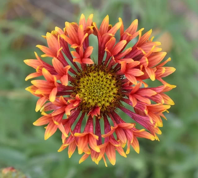 गेलार्डीया की उन्नत खेती