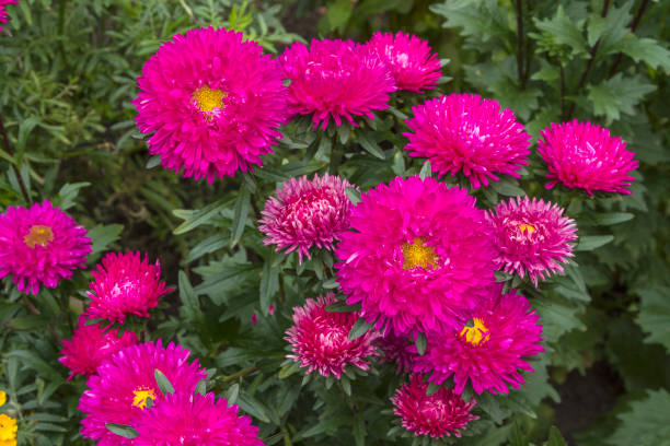 चाइना एस्टर की आधुनिक खेती