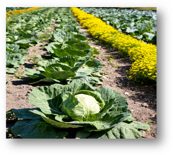 रसोई उद्यान के माध्यम से पारिवारिक पोषण