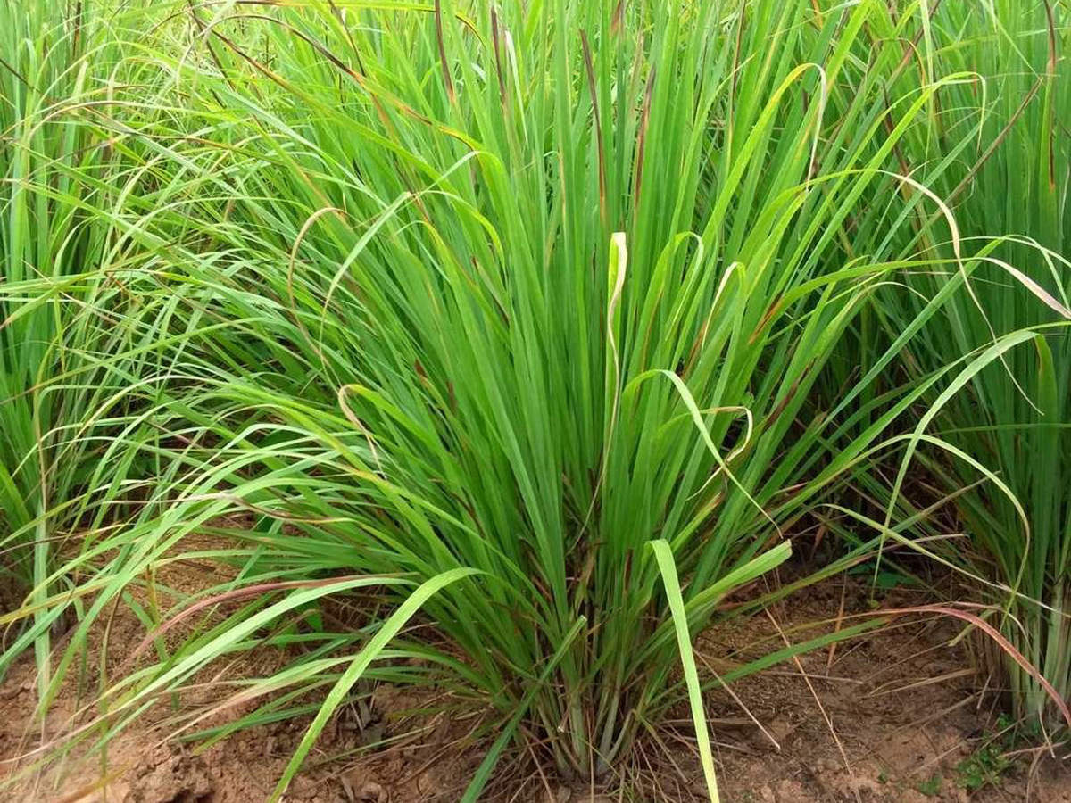 लेमनग्रास के औषधीय गुण