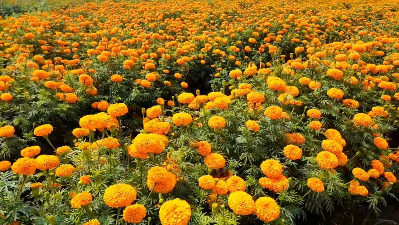 शीतकालीन गेंदे की व्यावसायिक खेती कैसे करें