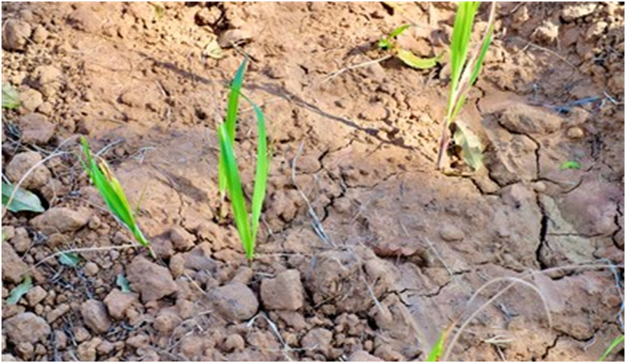 गन्ना अंकुरण चरण