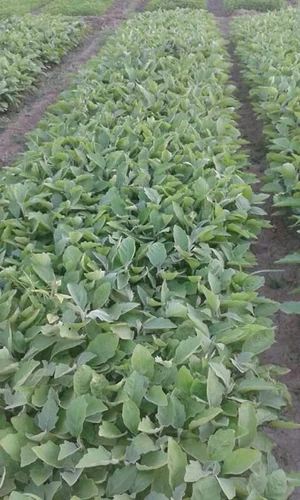 बैंगन फसल की वनस्पति अवस्था