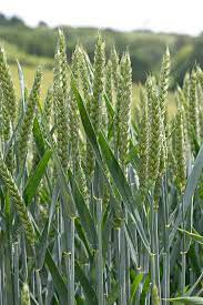 गेहूं फसल की पुष्पन अवस्था